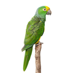 Obraz premium A green and yellow parrot with a black beak sits on a branch. The parrot is looking to the right.