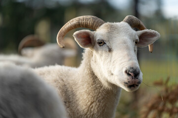 Sheep in a field. Merino sheep, grazing and eating grass in New zealand and Australia with lambs drinking milk