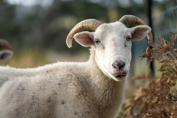 Merino sheep with lambs, grazing and eating grass in New zealand and Australia