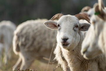 Agricultural farm practicing regenerative farmer, with sheep grazing in field practicing rotational grazing storing carbon in the soil through fungi by carbon sequestration