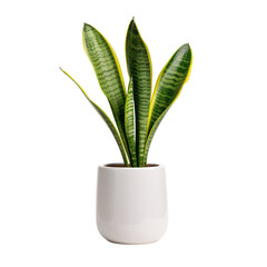 A potted snake plant with long, green and yellow leaves against a black background.