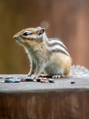 Obraz premium Chipmunk sitting on a stump. Close-up