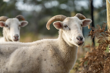 Sheep and Lambs in Australian Fields drinking milk and eating grass
