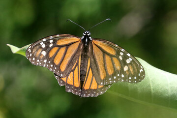 Monarch on milkweed plant