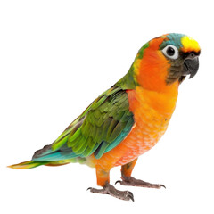 Obraz premium A vibrant green, blue, orange, and yellow parrot with a black head, standing on a white background.