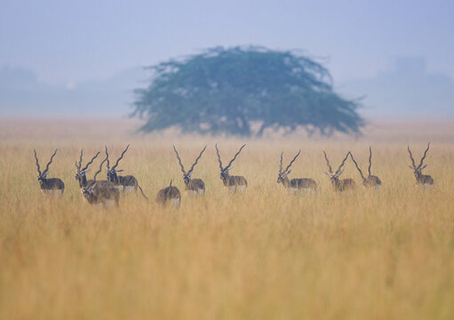 Group of Blackbucks In Grassland