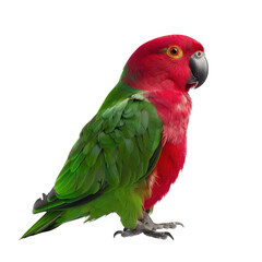 Obraz premium A vibrant red and green parrot with a black beak and yellow eyes, isolated on a black background. The parrot is looking to the right of the frame.