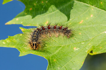 Spongy Moth Caterpillar - Lymantria dispar