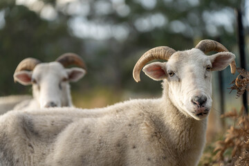 Merino sheep with lambs, grazing and eating grass in New zealand and Australia