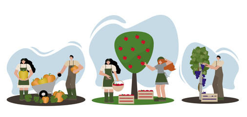 Vector illustration set featuring people harvesting pumpkins, apples, and grapes in flat style on white background. Perfect for seasonal designs, autumn festival promotions and educational materials