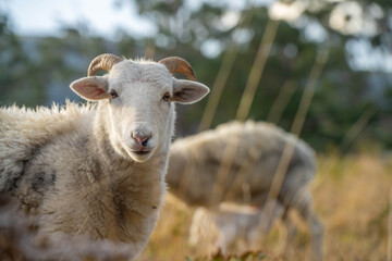 Obraz premium Sheep and Lambs in Australian Fields drinking milk and eating grass
