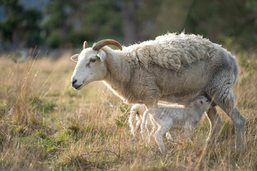 Agricultural farm practicing regenerative farmer, with sheep grazing in field practicing rotational grazing storing carbon in the soil through fungi by carbon sequestration