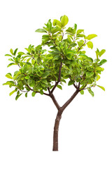 Green Tree with Lush Leaves Isolated
