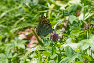 Silver-washed Fritillary butterfly (Argynnis paphia) sitting on pink flower in Zurich, Switzerland