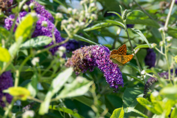 Silver-washed Fritillary (Argynnis paphia) butterfly sitting on summer lilac in Zurich, Switzerland