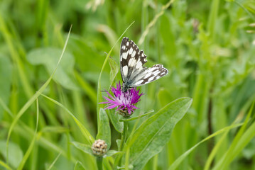 Marbled White (Melanargia galathea) butterfly sitting on a pink scabiosa in Zurich, Switzerland