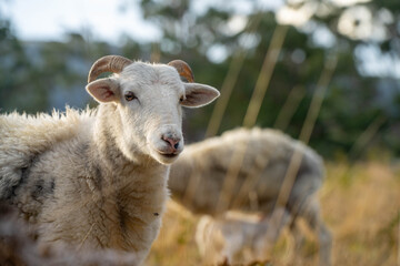 lamb drinking milk from a sheep in a field in golden light in spring time in england