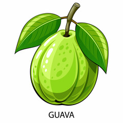 Guava in cartoon style on a white background. Vector illustration.