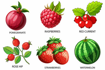 Fruit set in cartoon style. Pomegranate, raspberry, red currant, rose hip, strawberry, watermelon on a white background. Vector illustration.