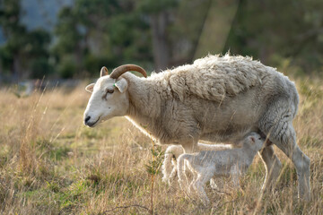 Merino sheep, grazing and eating grass in New zealand and Australia with baby lambs