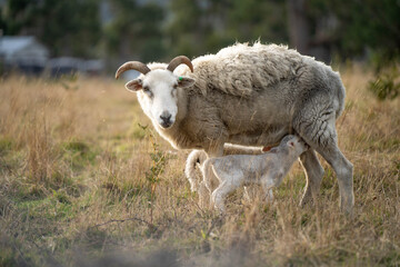 Dry land shorn Merino sheep on a farm in a drought Summer in Australia