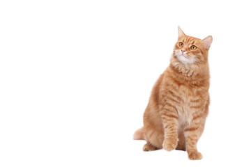 Obraz premium Beautiful red Cat sits and looks away. Cat close up. Cute fluffy Kitten. Kitten on a white background. Pet. Animal care. Animal background. Place for text. Domestic ginger cat. Copy space