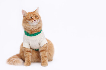 Studio portrait of a ginger cat looks away against a white background. Funny kitten wearing white warm sweater. Dressed kitten. Cat clothes. Beautiful cat ready for cold winter. Copy space. Animal