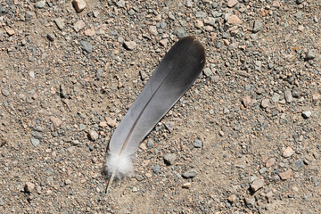 A bird's feather on the ground, on the road. A metaphor for the transience and fragility of life. A matter of time when it be swept away by the wind, lightness of being, fragility of existence.