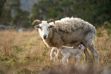 Sheep and Lambs in Australian Fields drinking milk and eating grass