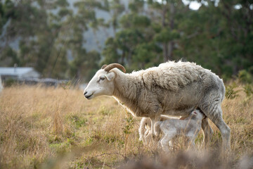 Fototapeta premium Sheep in a field. Merino sheep, grazing and eating grass in New zealand and Australia with lambs drinking milk