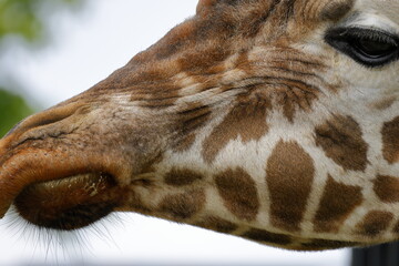 キリンの顔