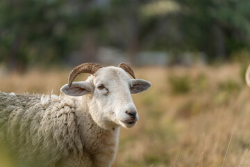 Sheep and Lambs in Australian Fields drinking milk and eating grass