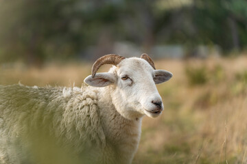 lamb drinking milk from a sheep in a field in golden light in spring time in england
