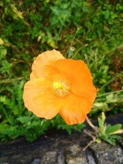 An orange Papaver cambricum, also called Meconopsis cambrica or the Welsh poppy, flower. Top view closeup photo. 