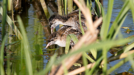 heron in the grass