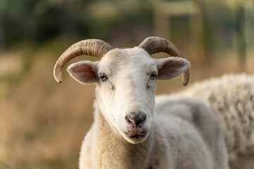 Fototapeta premium Sheep in a field. Merino sheep, grazing and eating grass in New zealand and Australia with lambs drinking milk