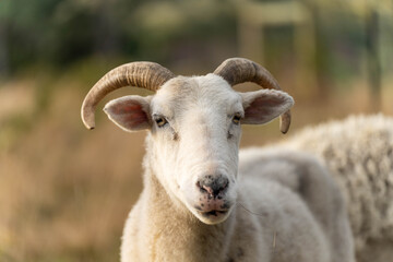 Dry land shorn Merino sheep on a farm in a drought Summer in Australia