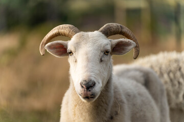 lamb drinking milk from a sheep in a field in golden light in spring time in england