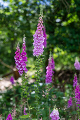Foxglove