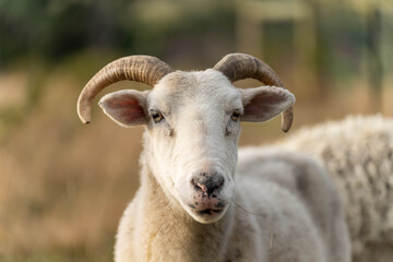 Sheep and Lambs in Australian Fields drinking milk and eating grass