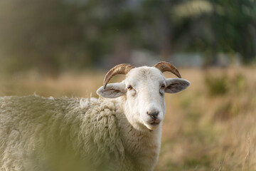 Sheep in a field. Merino sheep, grazing and eating grass in New zealand and Australia with lambs drinking milk