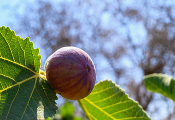 Close-up of a fig on tree