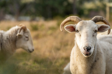 lamb drinking milk from a sheep in a field in golden light in spring time in england