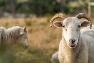 Merino sheep, grazing and eating grass in New zealand and Australia with baby lambs