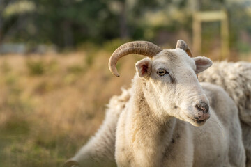 Fototapeta premium Sheep and Lambs in Australian Fields drinking milk and eating grass