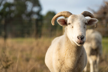 Merino sheep with lambs, grazing and eating grass in New zealand and Australia