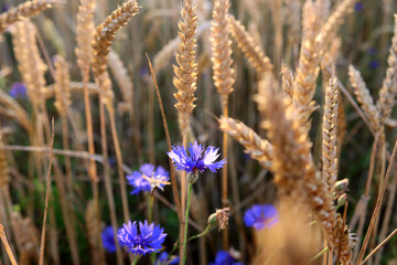 Kornblumen in einem Getreidefeld