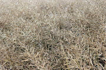 Fototapeta premium Der Raps ist erntereif