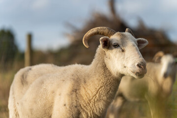Obraz premium lamb drinking milk from a sheep in a field in golden light in spring time in england