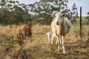 Obraz premium Merino sheep, grazing and eating grass in New zealand and Australia with baby lambs